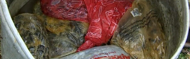 Жители Хааберсти собрали 73 килограмма слизней