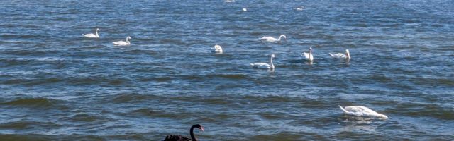 Редкий для Эстонии гость: в Коплиском заливе плавает экзотический красавец