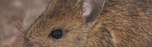 Зоолог: как правило, мыши и крысы не обитают в одном доме
