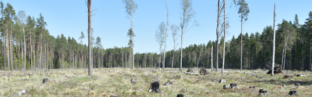 В Эстонии лес уничтожили под присмотром Министерства окружающей среды