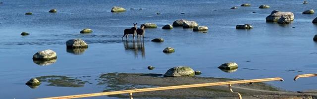 ФОТОНОВОСТЬ | В Пирита два лося решили искупать в море