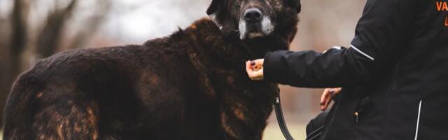 Усилия по поиску нового дома для десятилетнего приютского пса увенчались успехом