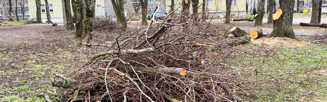 ФОТО: Самоизоляция и визг пилы. В Нарве идет активная обрезка деревьев, которой рады далеко не все