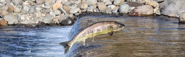 В реки Эстонии выпустили более 100 000 особей лосося, мальков, однолеток и двухлеток