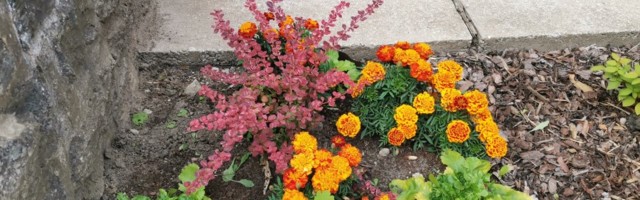 Городской порядок «Новая жизнь твоего двора»: первые ласточки