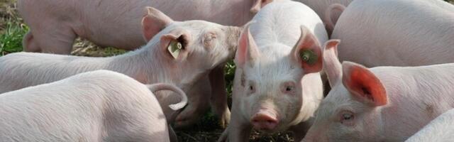 Правительство выделит 4 млн евро на борьбу с АЧС