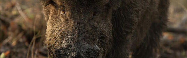 В волости Йыэляхтме с кабаном столкнулись две машины