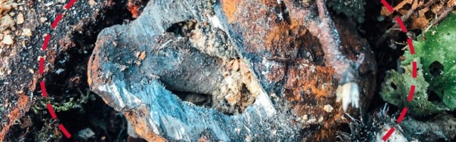 ФОТО | Счастливый случай: эстонский лесоруб был в миллиметре от смерти