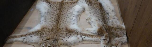 Вскрыт самый масштабный за многие годы случай браконьерства в Эстонии: задержаны пять человек