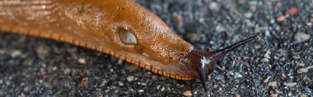 Из-за слизней стало опасно гулять по пешеходным дорожкам. „Такие участки могут стать их постоянным местом обитания“