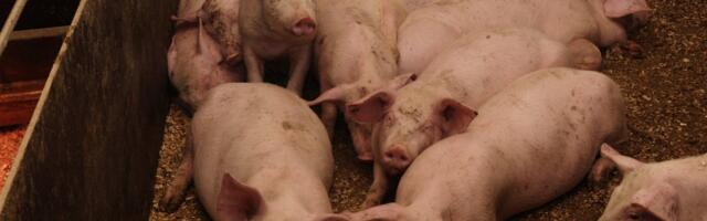 Новый очаг? На ферме с почти 6700 особями подозревают заражение африканской чумой свиней