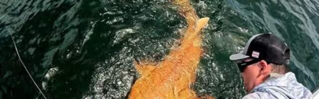 В водах Коста-Рики поймали «золотую рыбку» – акулу-няньку необычного окраса