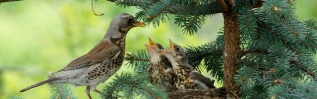 Госсуд обсудил ограничения на вырубку в частных лесах в связи с гнездованием птиц