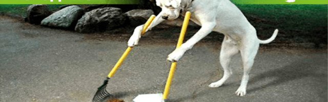 УВАЖАЕМЫЕ ЖИТЕЛИ ГОРОДА И ВЛАДЕЛЬЦЫ ЖИВОТНЫХ!