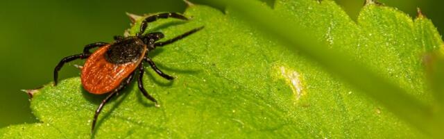 ВОЗ предупреждает о новом грозящем пандемией вирусе