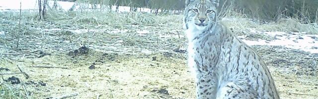 Рыси в городе? Департамент окружающей среды объяснил, при каких условиях разрешат охоту на этих животных