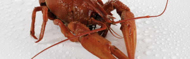 Агрессивные чужеродные виды раков переносят заболевания и вытесняют местных раков из водоёмов Эстонии