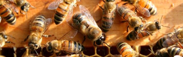 Пчеловоды Эстонии: Запасы отечественного меда закончатся в январе