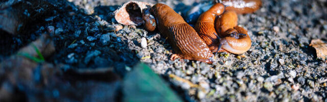 Против испанского слизня помогают электроизгородь, утки и чешский Pilsner