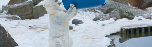 Белые медведи Таллиннского зоопарка впервые видели настоящую зиму