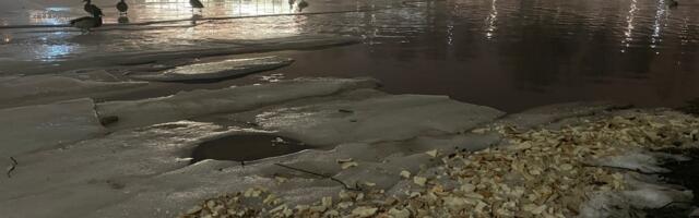 Продолжается кормление птиц хлебом на Липовке, несмотря на предупреждения