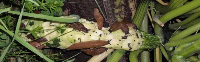 Специалисты рассказали, как бороться с испанскими слизнями