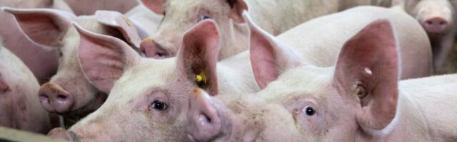 Африканская чума свиней обрушилась на ферму, где выращивается более 6000 свиней