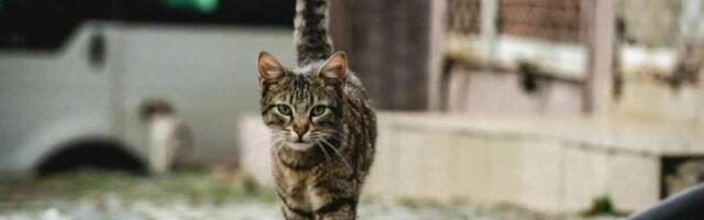 «Хладнокровные убийцы»: Новая Зеландия истребит 2,5 млн одичавших бездомных кошек