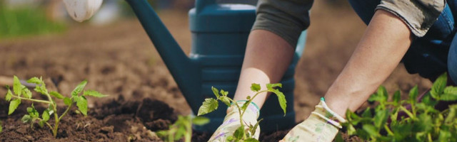 Календарь садовода: чем заняться на участке в мае