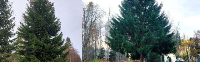 На следующей неделе в Нарве установят две рождественские ели