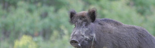 Борьба с АЧС: государство планирует организовать госзакупку мяса дикого кабана у охотников