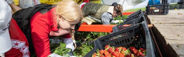 Из-за сокращения объемов садоводства Эстония становится все более зависимой от импорта