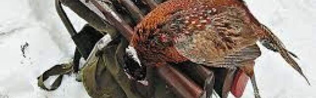 В Великобритании собираются запретить охоту на фазанов