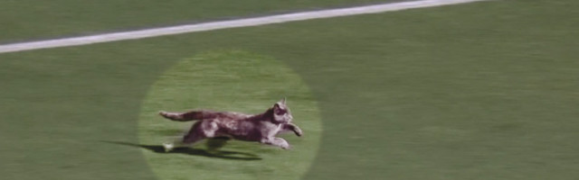 ВИДЕО: в Австралии во время матча по футболу кот на огромной скорости пробежал вокруг поля