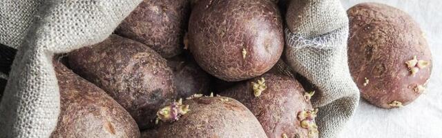 Дождливое лето портит урожай картофеля