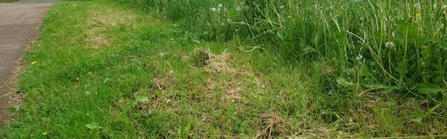 В Нарве приняли меры для того, чтобы городские газоны были аккуратнее