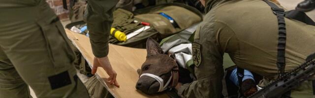 Кинологи научились оказывать помощь раненным на поле боя собакам