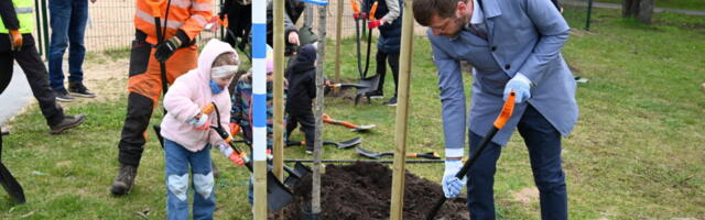 Не дороговато ли? Одно дерево для новорождённого в Таллинне обходится почти в 700 евро