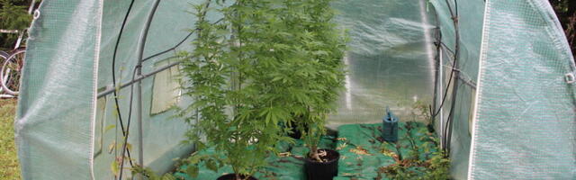 Анализ сточных вод: конопля, амфетамин и кокаин употребляются повсеместно