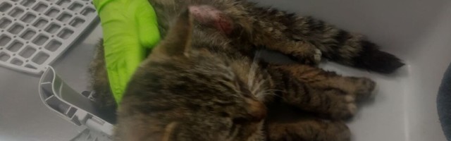 ФОТО | В волости Пярну неизвестный отстреливает кошек. Уже умерла вторая кошка с пулей в позвоночнике