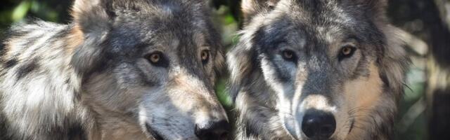 Департамент окружающей среды Эстонии выдал разрешение на отстрел волков в Соомаа