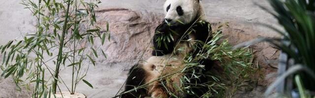 Обанкротившийся финский зоопарк Яхтяри продали за один евро