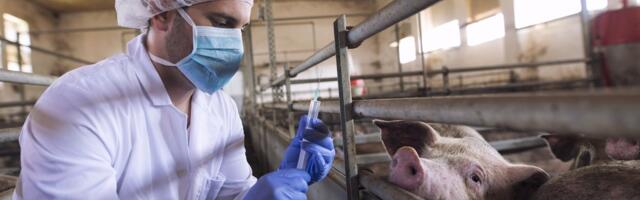 Эстония теряет десятки тысяч свиней и миллионы евро