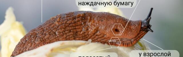Садовая угроза: испанские слизни массово распространяются в Тарту
