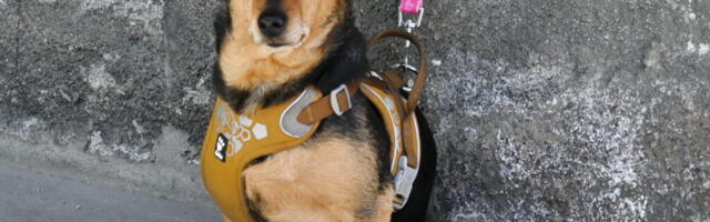 В Эстонии хотят создать базу данных лиц, которым запрещено иметь домашних питомцев