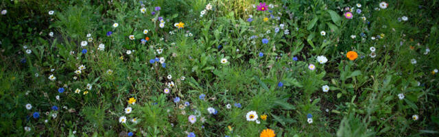 В четверг местами пройдут кратковременные дожди, +19..+24