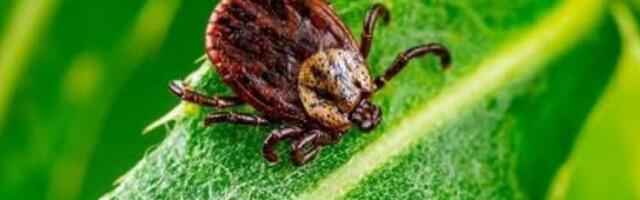 Клещей этим летом станет больше, чем обычно: снежная зима усилила риск