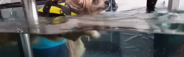 Собака, попавшая в таллиннский приют, проходит реабилитацию в бассейне