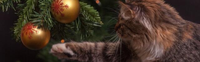 Архиепископы поздравляют с Рождеством