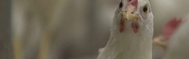 На птицеферме в волости Ляэне-Харью обнаружено заражение птичьим гриппом